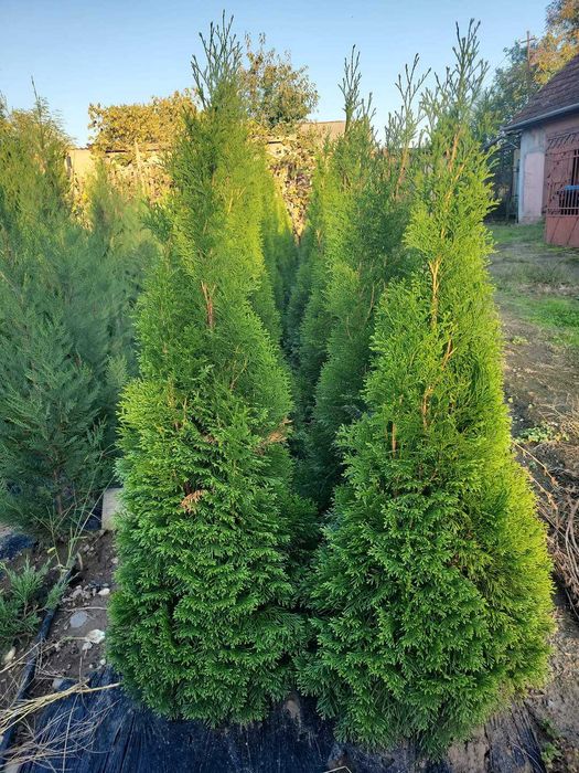 Plante ornamentale Seini/ leylandi