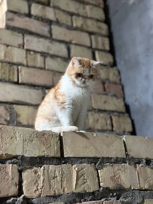 Кошка прадаёться экзотическо короткошерстная.
