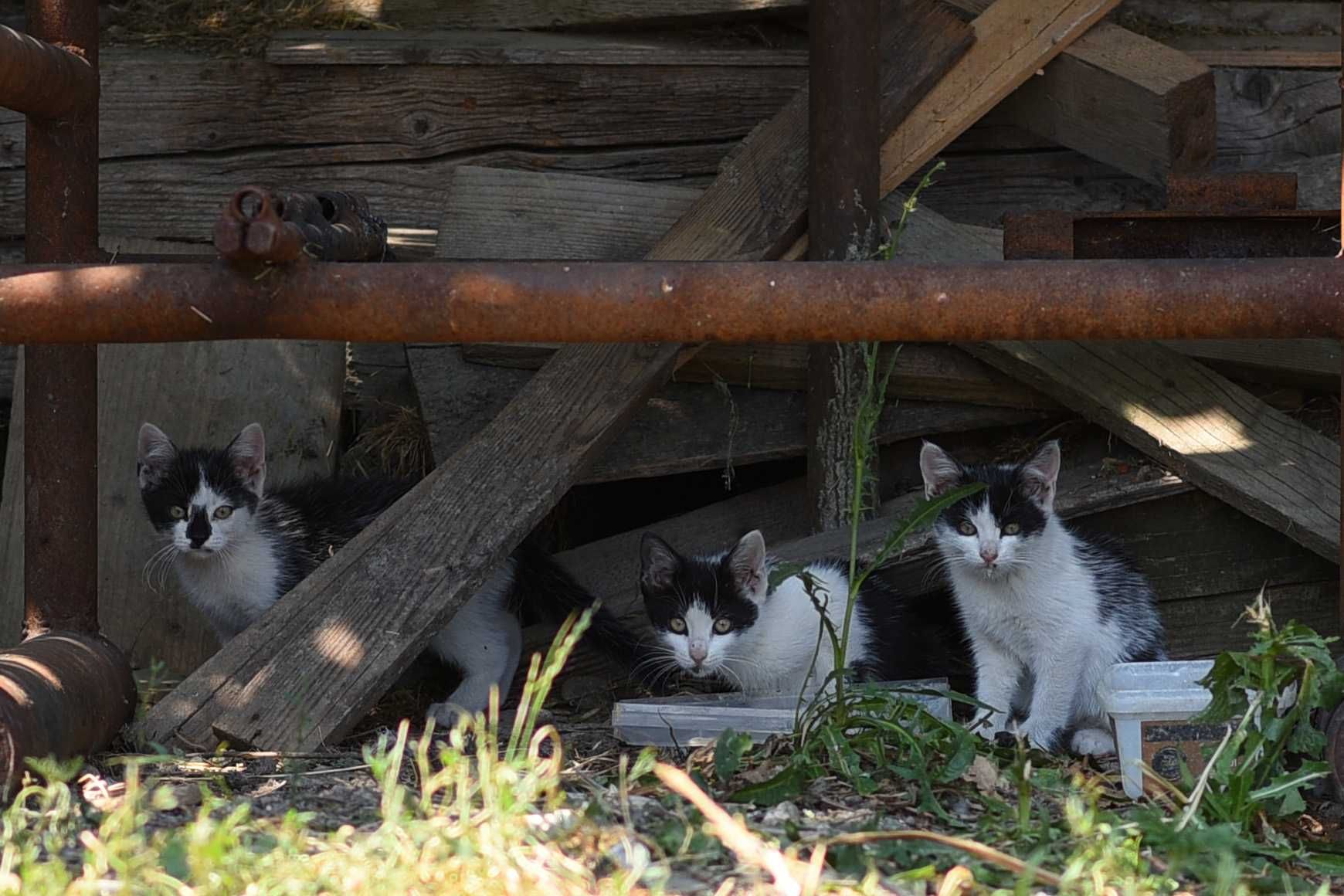 Pui de pisica pentru adoptie!