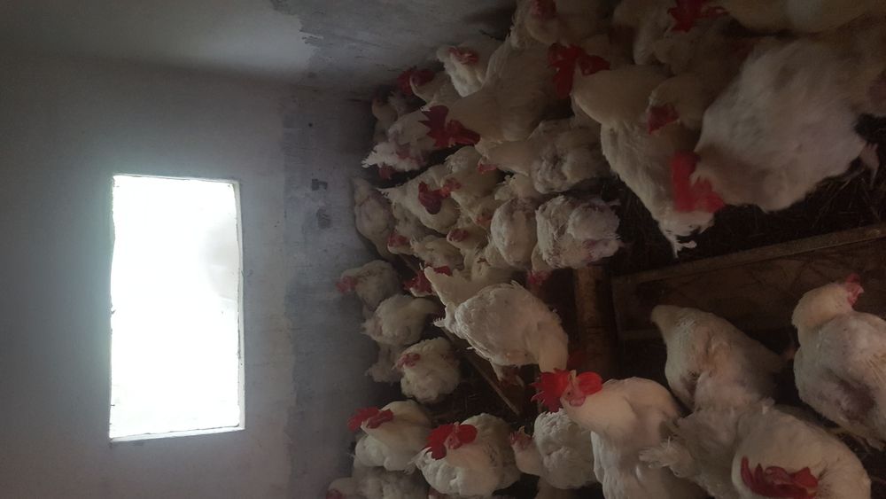 Vand gaini albe de carne