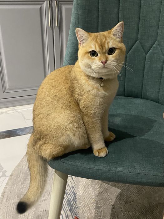 Вязка Британская Золотая Шиншила