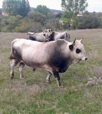Продавам телета - Херефорд и Сиво искърско говедо.