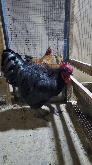 Джерсий Гигант қораздары сатылады