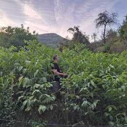 Nuci pomi de vânzare