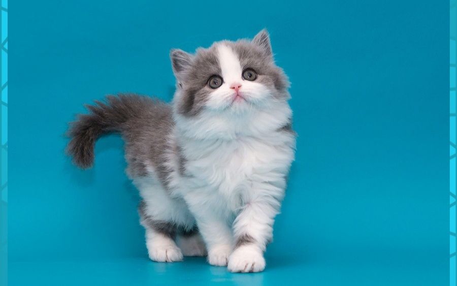 Шикарные шотландские котята