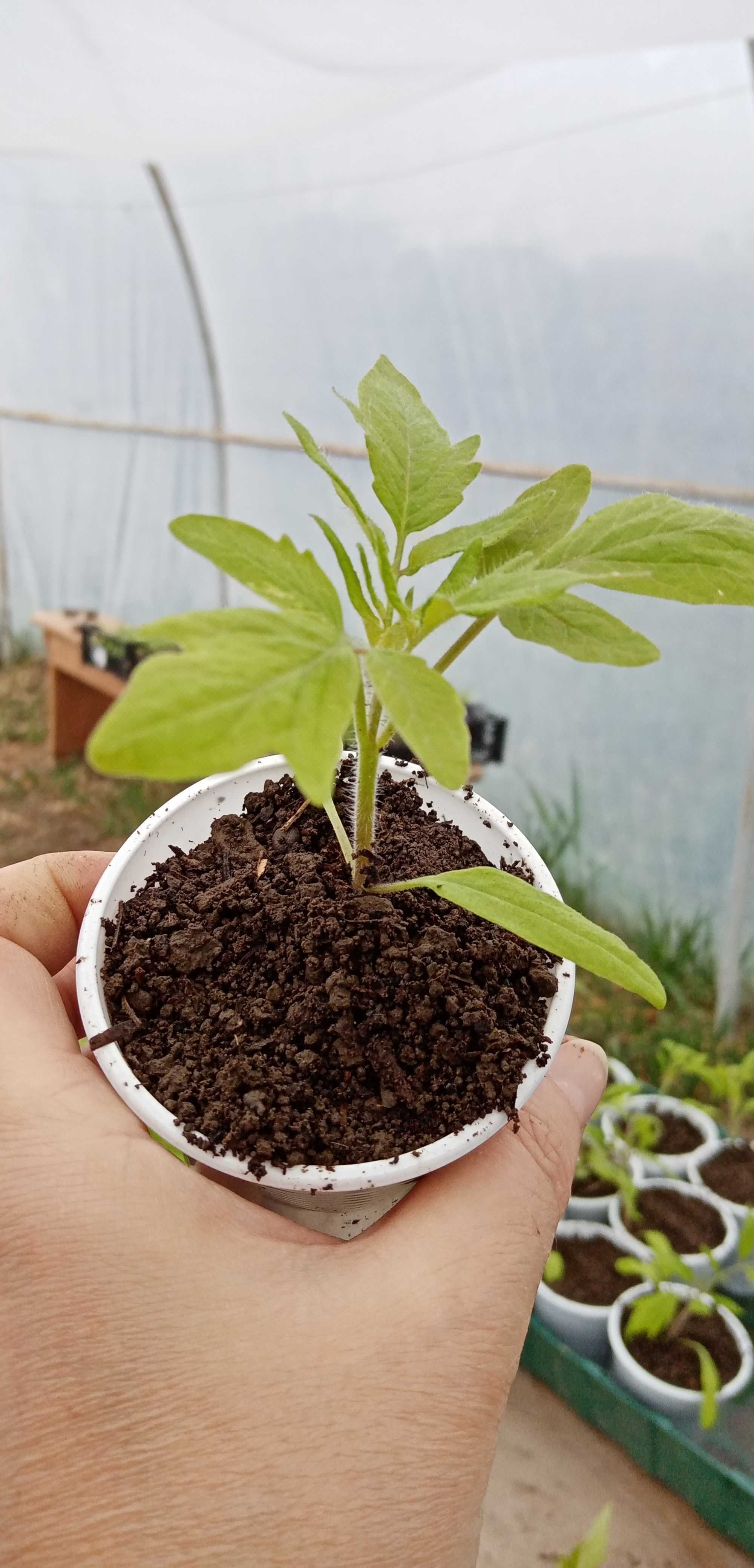 Rasaduri tomate multicolore, soiuri deosebite!