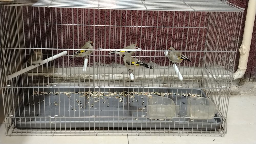 Sava qush satiladi suro'chni