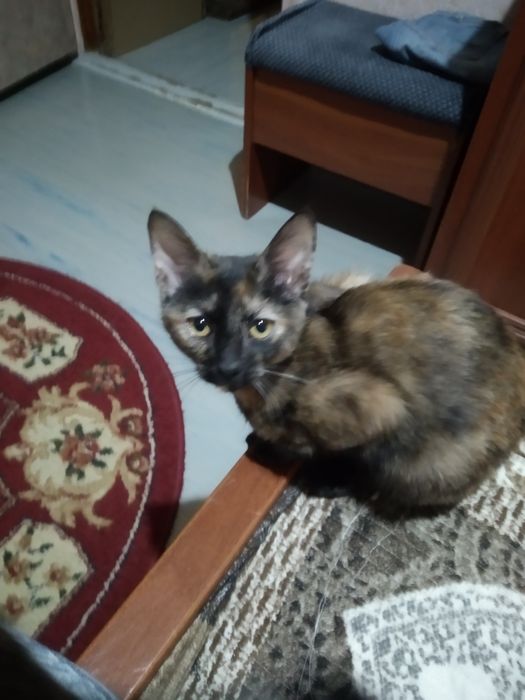 Объявление кошки