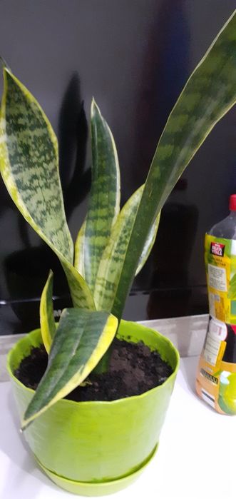 Цветы домашние разные