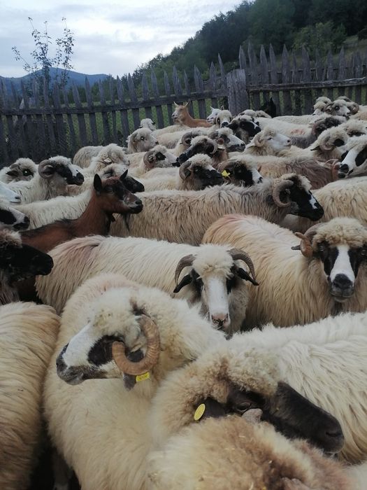 De vanzare oii in jud.Bihor