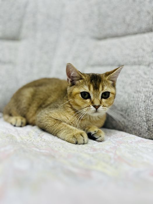 Zolotaya shinshila srochno pul kere