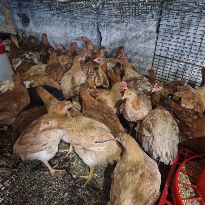 Puicute de ouă moravia si kabir