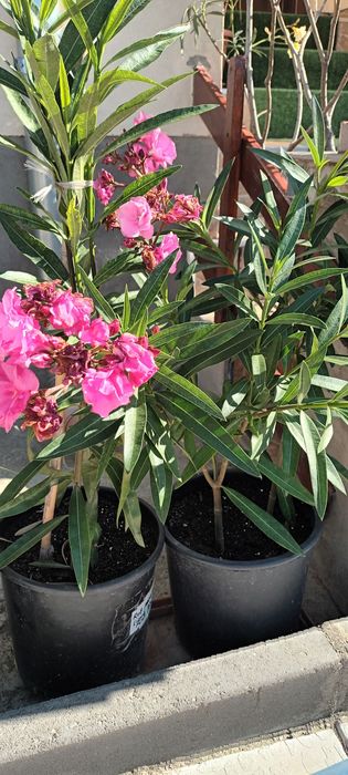 Leandrii roz, parfumati