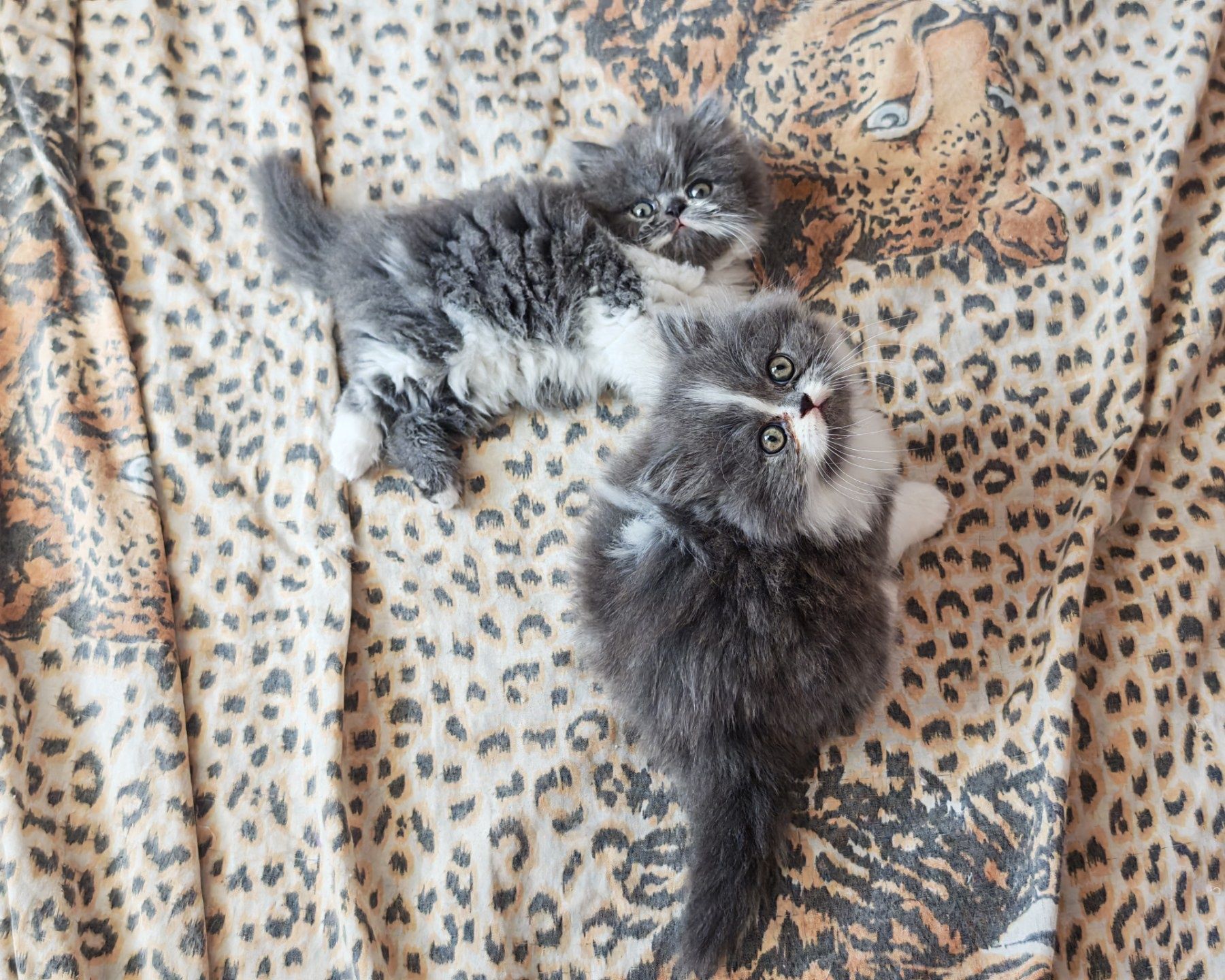Породисти персийски котенца