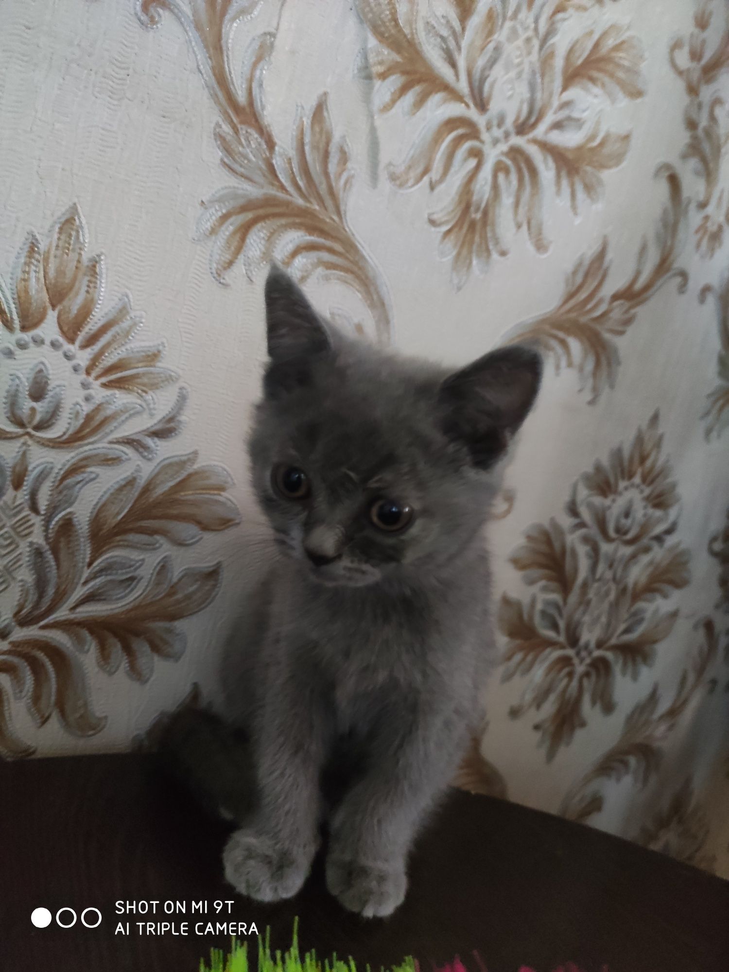 Продаётся котёнок. Скоттиш страйт.