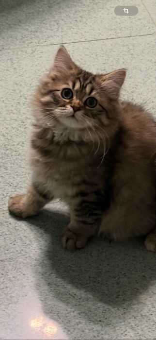 Pisica british longhair tabby