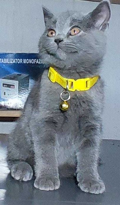 Pui British Shorthair