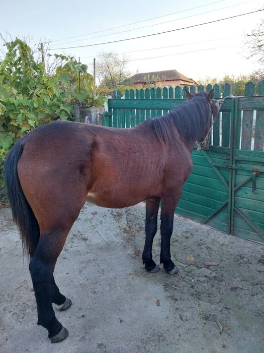 Vând noaten de 2 ani jumate!