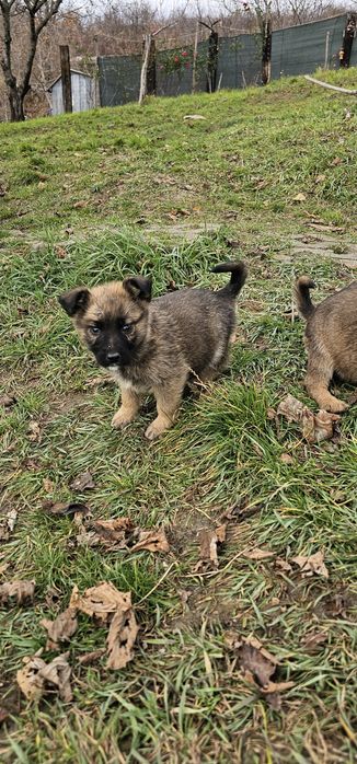 Donez 7 puiuți de căței. Căței se pot lua Gratis