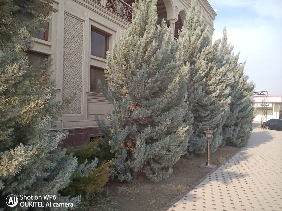 Kiparis sasna qaragʻay archa | арча  сасна карагай кипарис