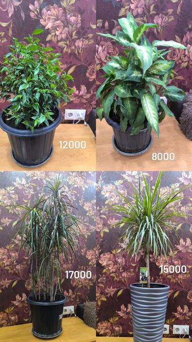 Большой выбор комнатных цветов