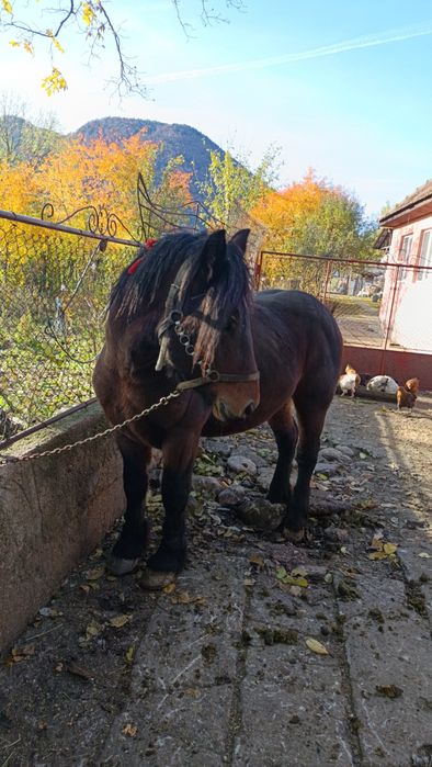 Vând mânz de doii anii