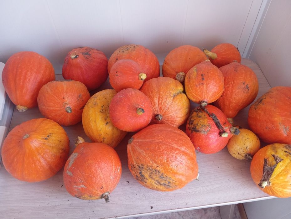 Продам продам продам  тыкву