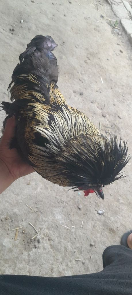 Yaponka tovuq sotiladi