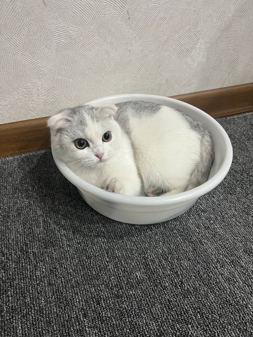 Продаю породистых котят. Фото котят и их родителей закрепил.