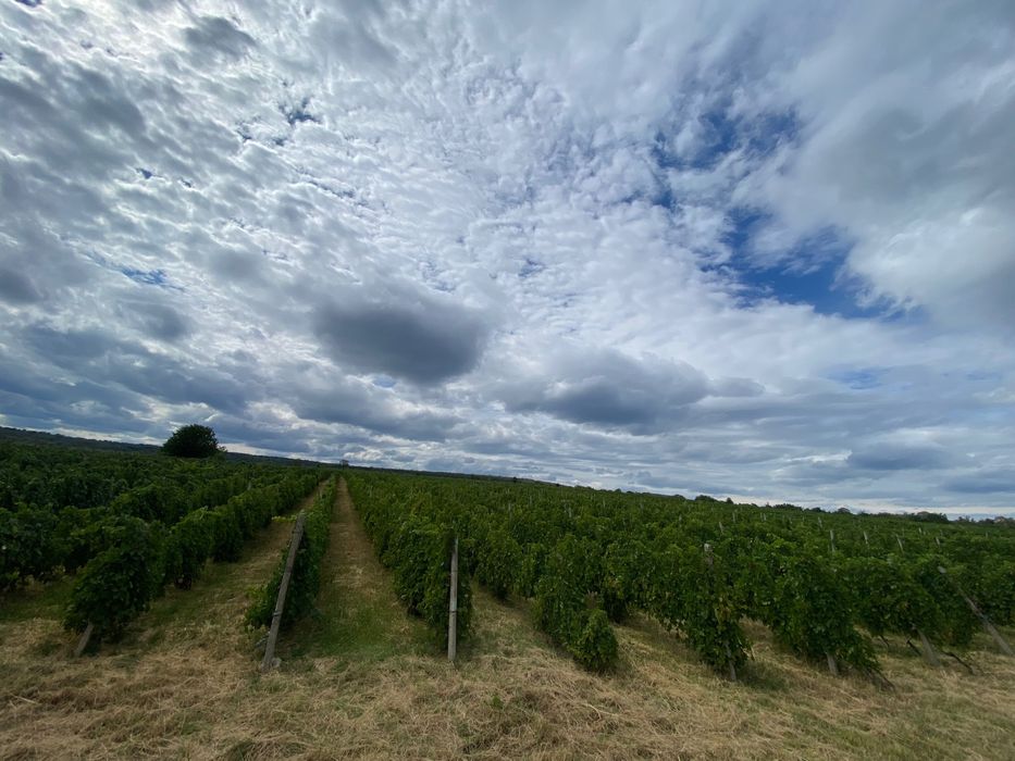 Strugurii de vin