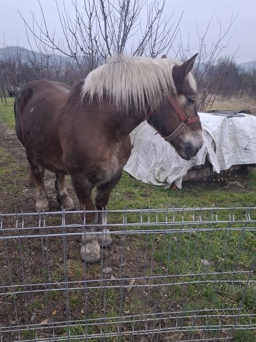 Vand iapă de 10 ani gestantă acte polonia