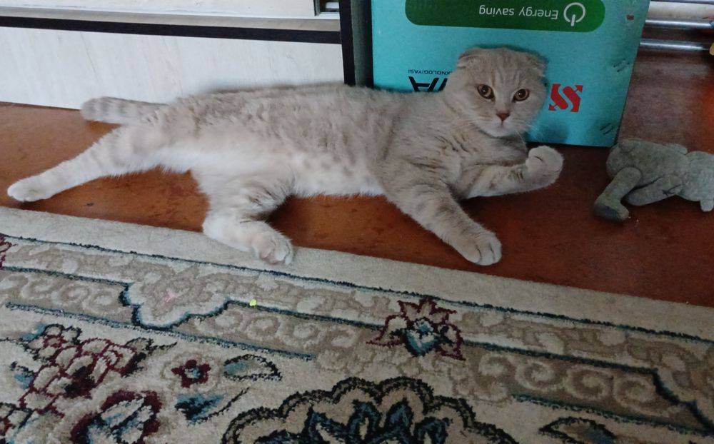 Скотиш фолд мальчик