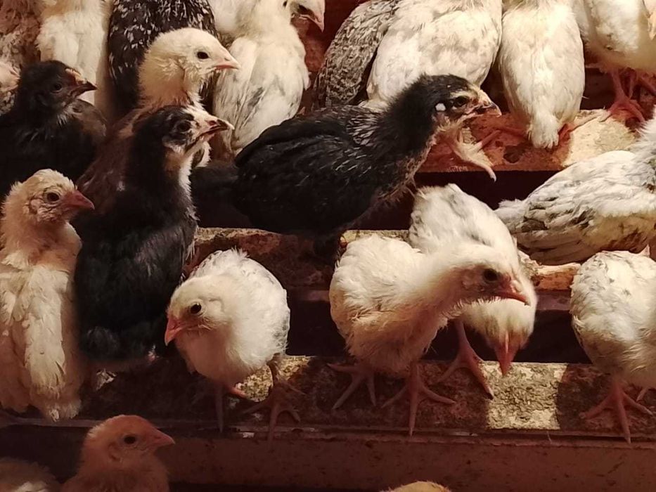 Продам цыплят возраст 25 дней