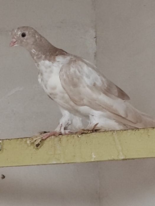 Голуби домашние отдам в дар