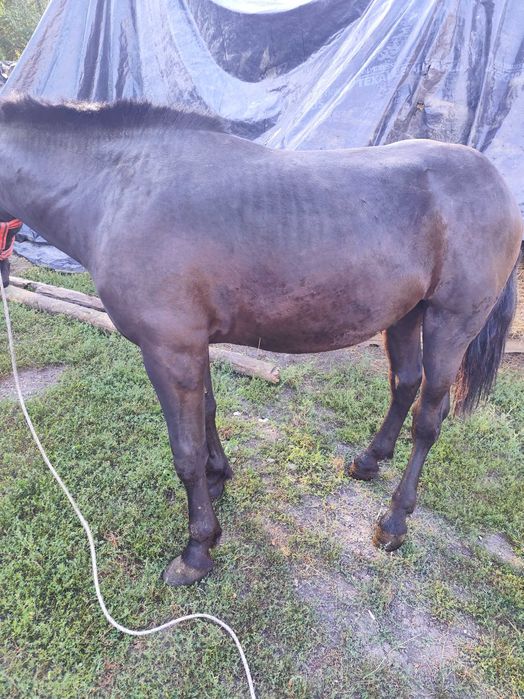 Armăsar de 1 an și două luni de vânzare