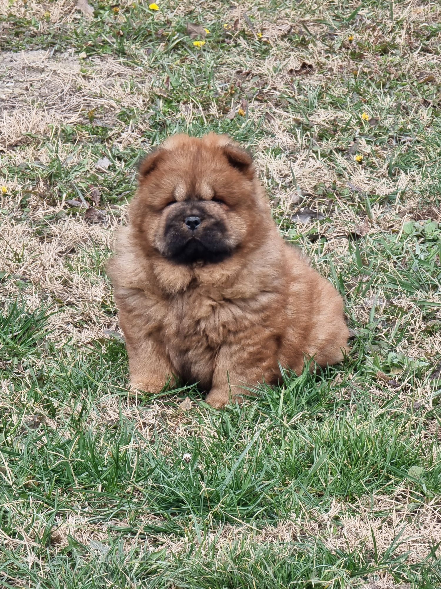 Chow      chow  superbi