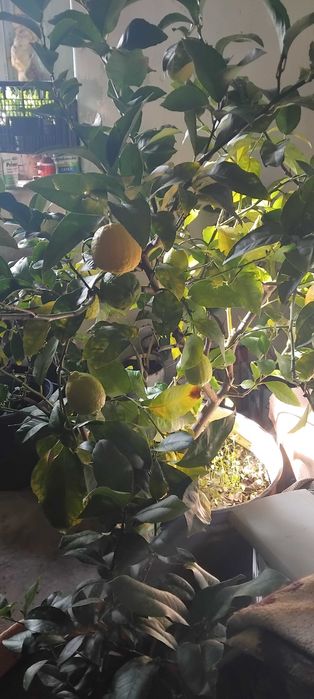 Лимонени дръвчета