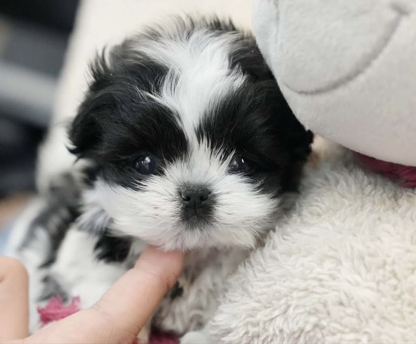 Bichon havanez  mascul