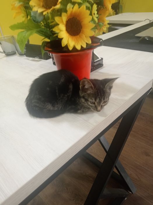 Mushuкchaкотенок