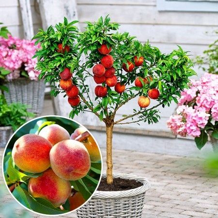 Pomi fructiferi pitici