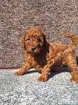 Pudel/Caniche fetite