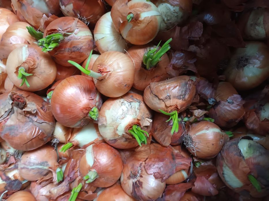 Vând ceapă de plantat