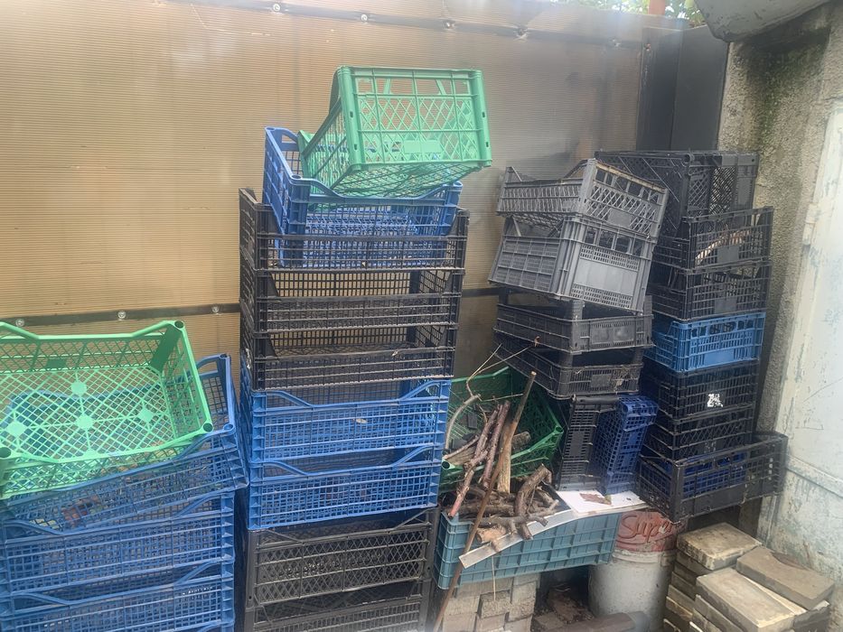Ladite plastic ca in poze 50 buc