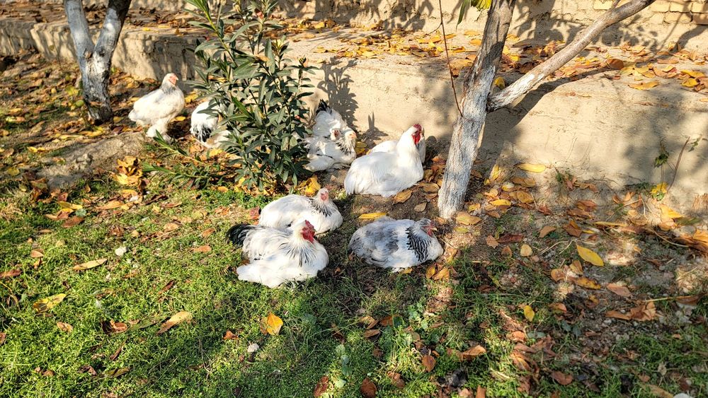 Гигант брама товук ва хурозлар сотилади