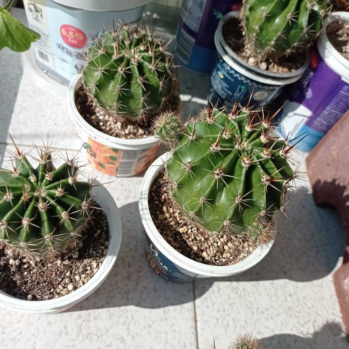 Кактуси в кофички