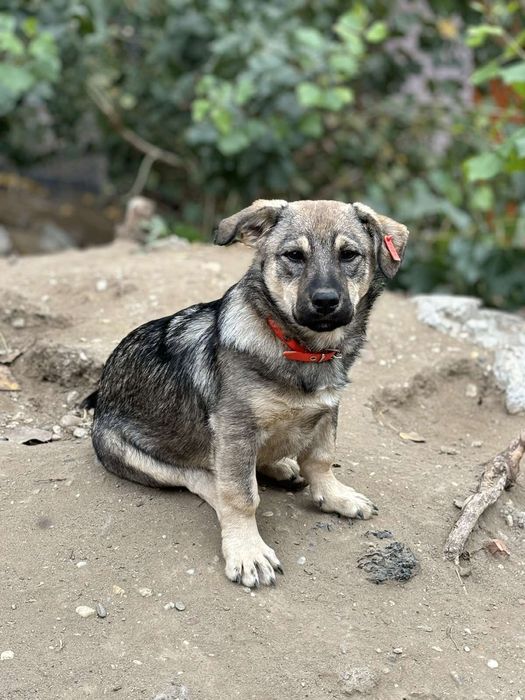 Подаряват се 4 сладки кученца