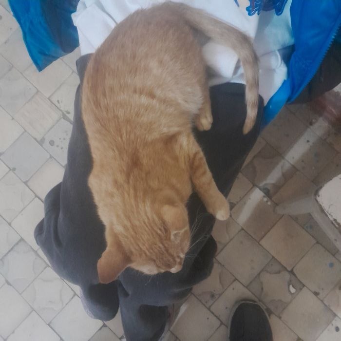 Котёнок,рыженький,игривый,маленьк