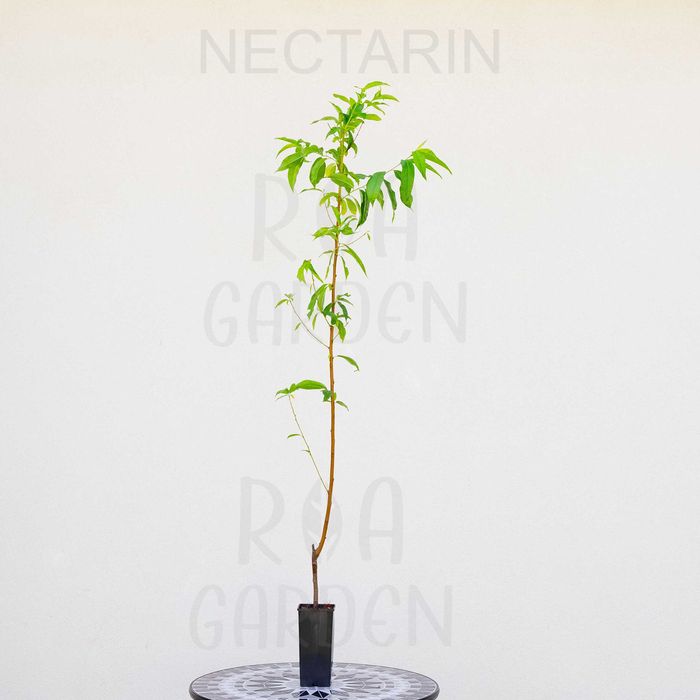 Pomi fructiferi columnari – Nectarin, Păr, Piersic, Prun, Vișin