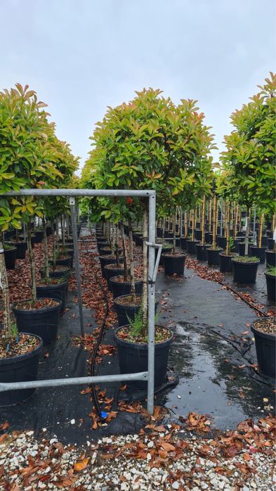 Vand photinia red robin