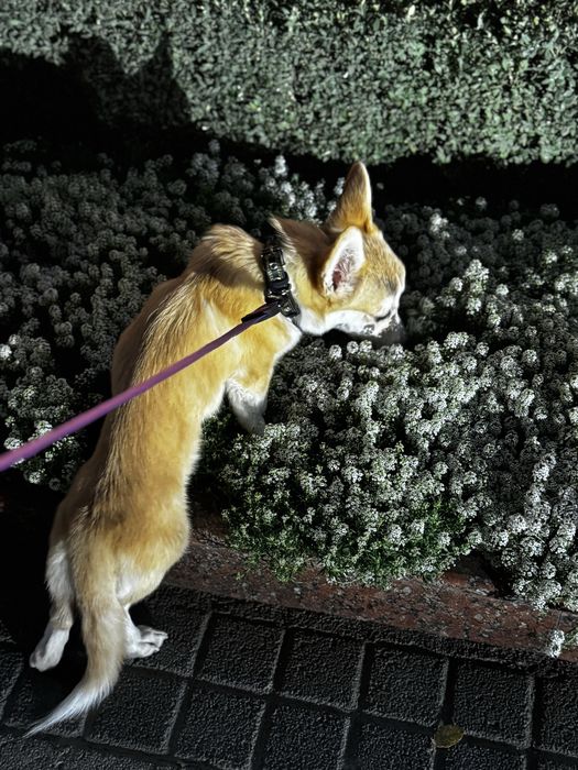 Продаю собаку породы корги